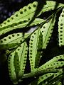 Backlit fern leaves, Binna Burra IMGP1417
